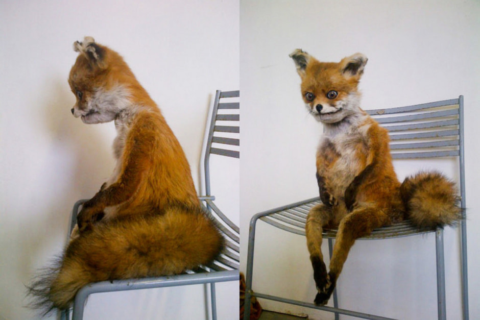 Упоротый лис 2.jpg