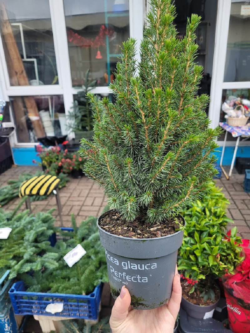 елки, комаровка 6.jpg