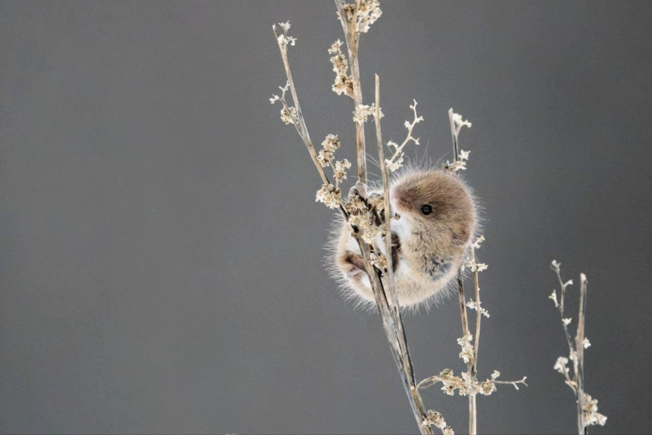 Мышь-малютка 13.jpg