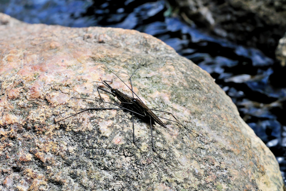 Где зимуют насекомые 13.png