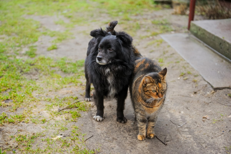 Деревня Ушковица 31.jpg