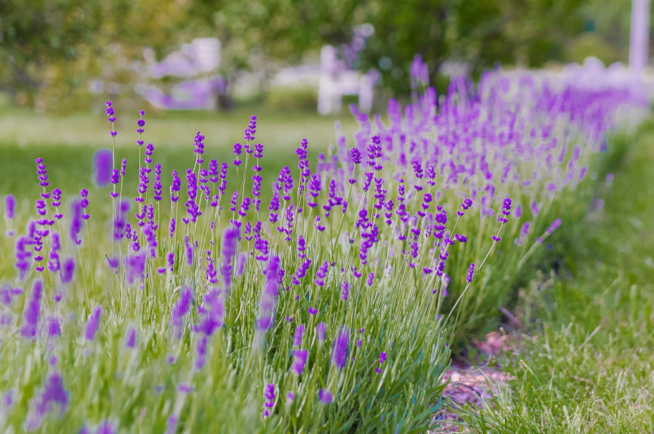 Лавандовый сад в Барово 31.jpg