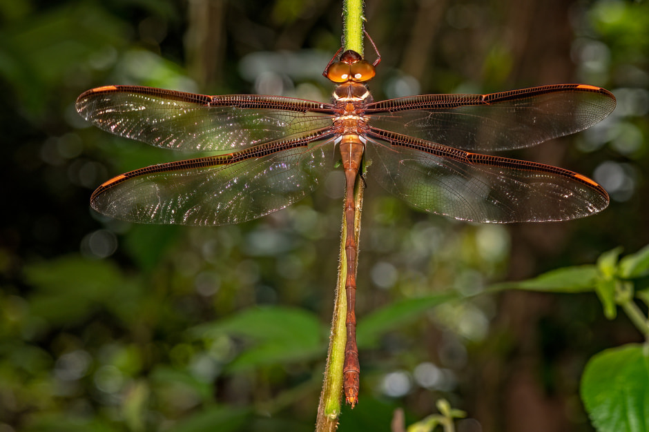 Стрекозы в Беларуси 13.jpg