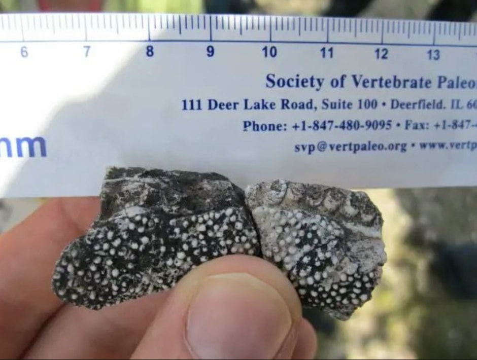 Зубчики, напоминающие терку