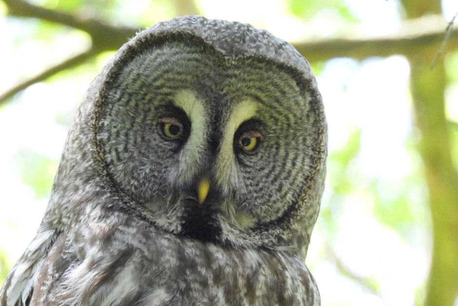 Хищные птицы Беларуси 2.png