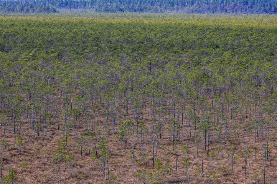 13-Болото в Березинском биосферном заповеднике.jpg