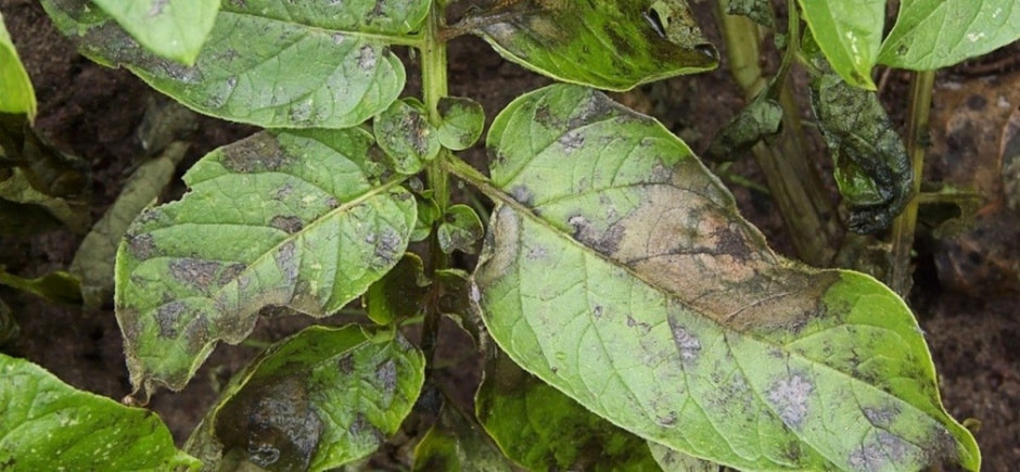 Рассада серая гниль.jpg