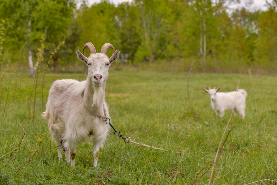 Белоруска в Шеметово 5.png