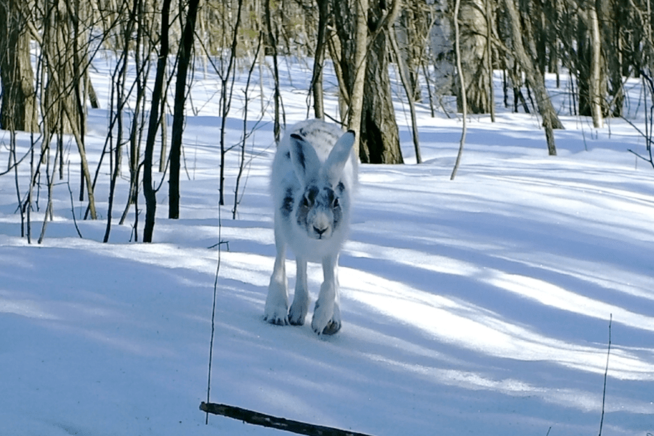 Заяц-беляк 6.png