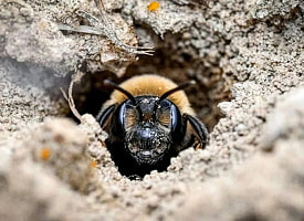 Под кладбищем нашли 5,5 млн пчел. Похоже, они жили там больше века
