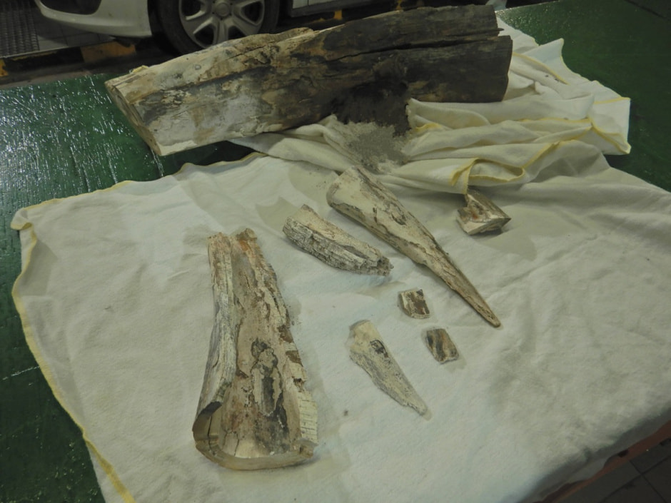 Бивень мамонта