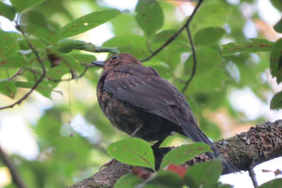 черный дрозд молодой.JPG