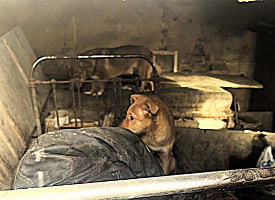 “От лица мало что осталось”: в доме под Молодечно нашли мертвого мужчину