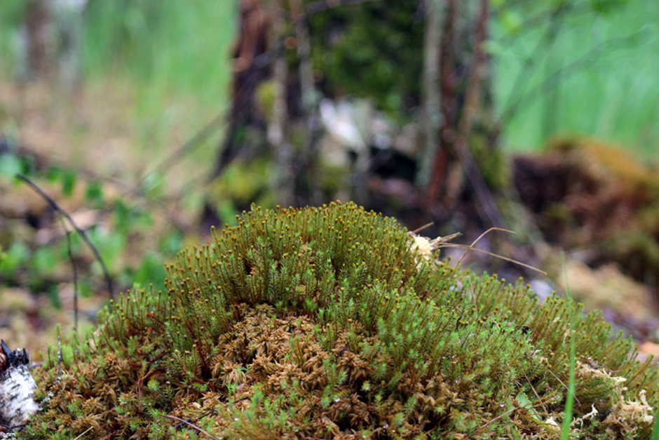 Заказник Выгонощанское 9.png