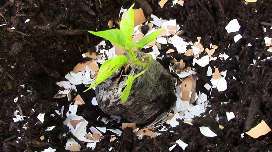 Яичная скорлупа