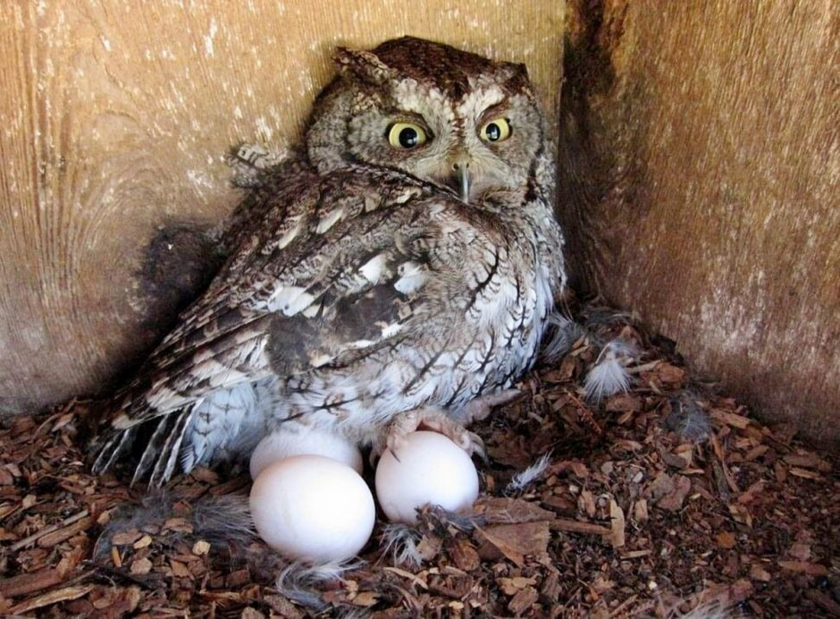 Яйца диких птиц 10.jpg