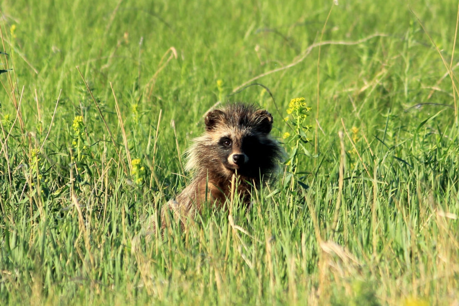 Факты о енотовидной собаке 5.jpg