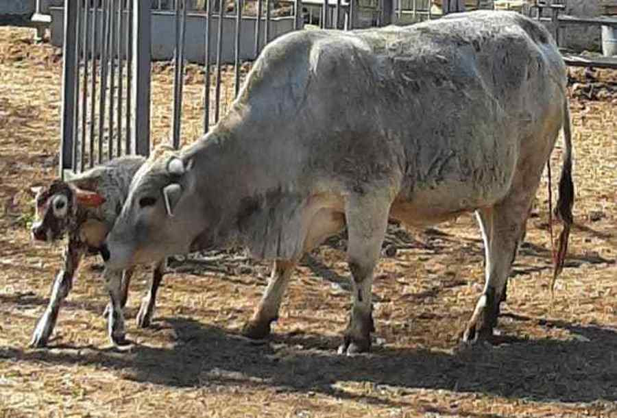 Бык Джавелин.jpg