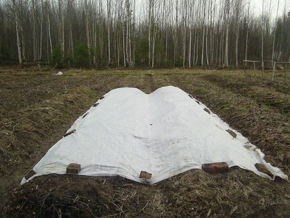 Подзимние посевы 6.jpg