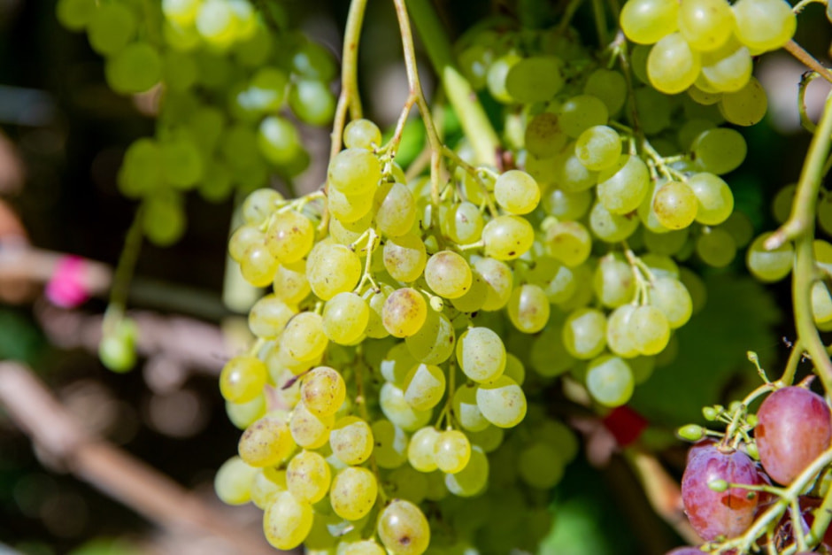 Фермер выращивает 280 сортов винограда 4.jpg