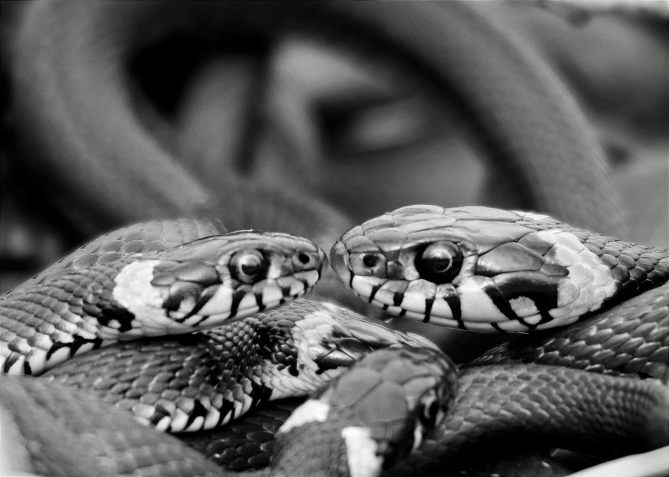 змеи целуются.jpg