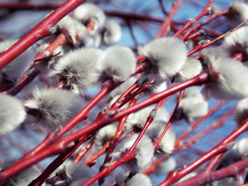 Верба красная.jpg