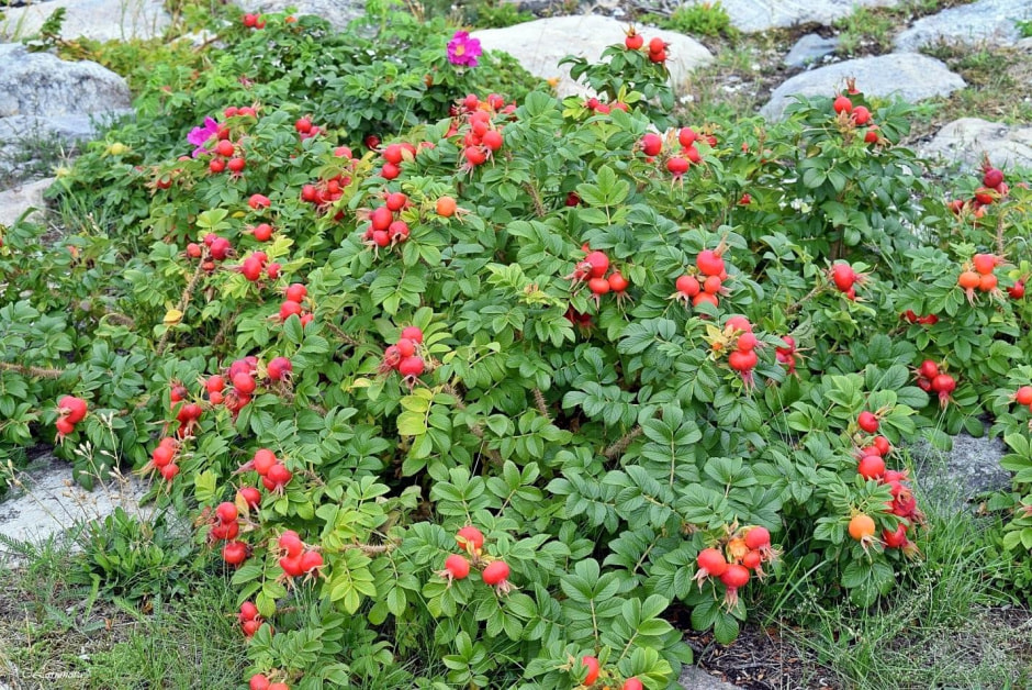 Чем полезен шиповник 5.jpg