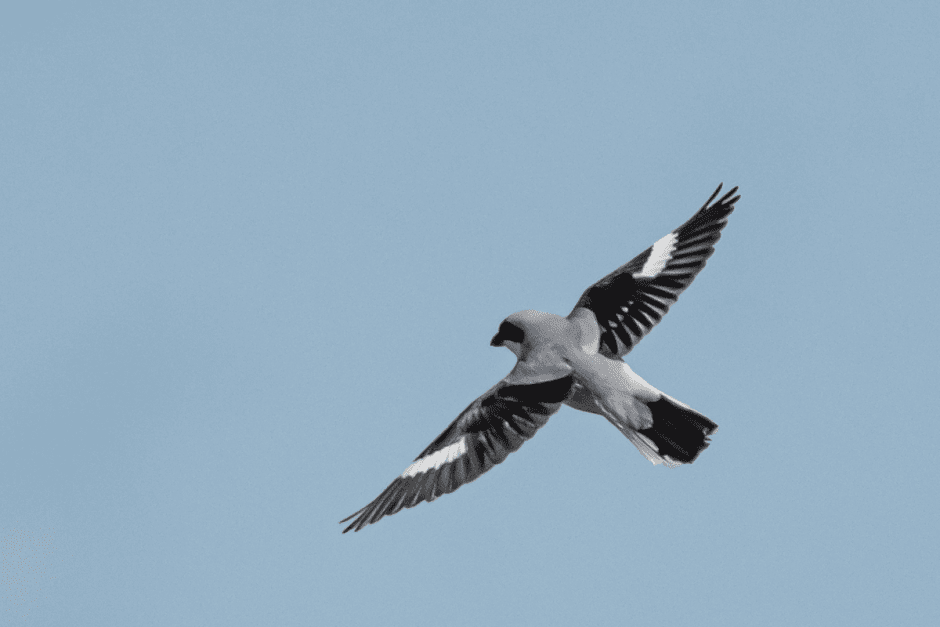 Сорокопут 11.png