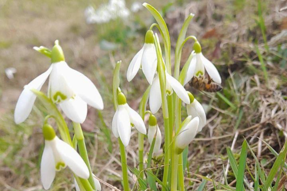 Медоносная пчела_2.png