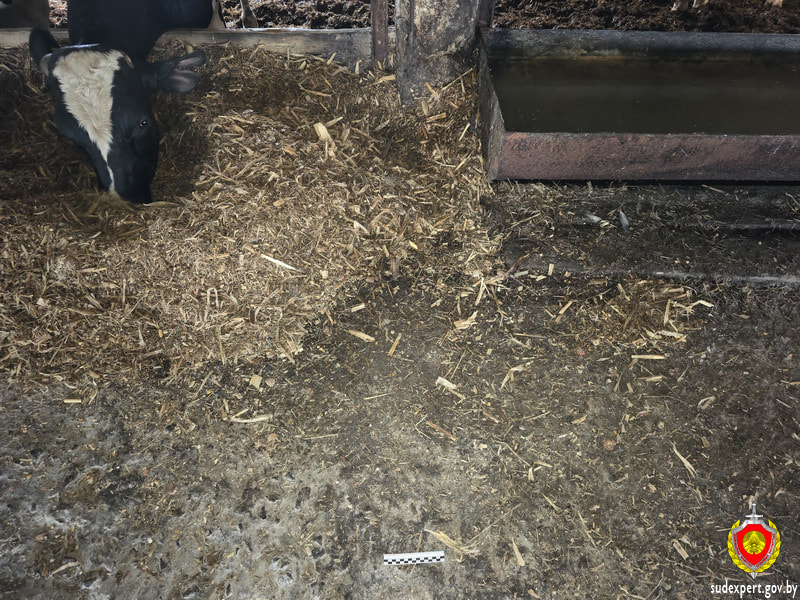 Бык на ферме