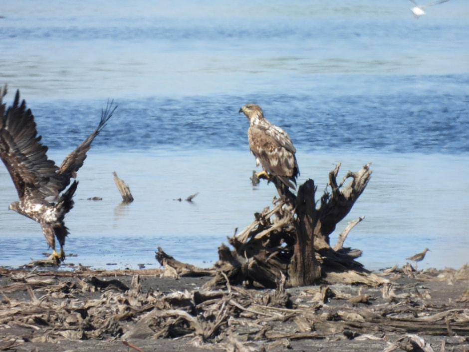 Сергей Резов и бердвотчинг 3.jpg