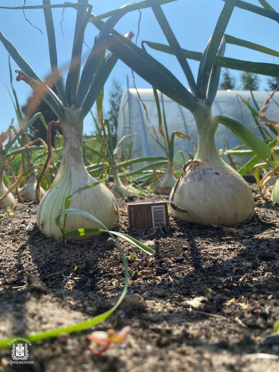 гиганты1.jpg гиганты1.jpg