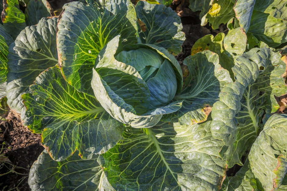 Споровские фермеры из Здитово-13.jpg