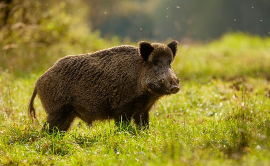 Следы животных 19.jpg