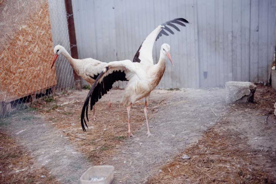 Мужчина спасает аистов 8.jpg Мужчина спасает аистов 8.jpg