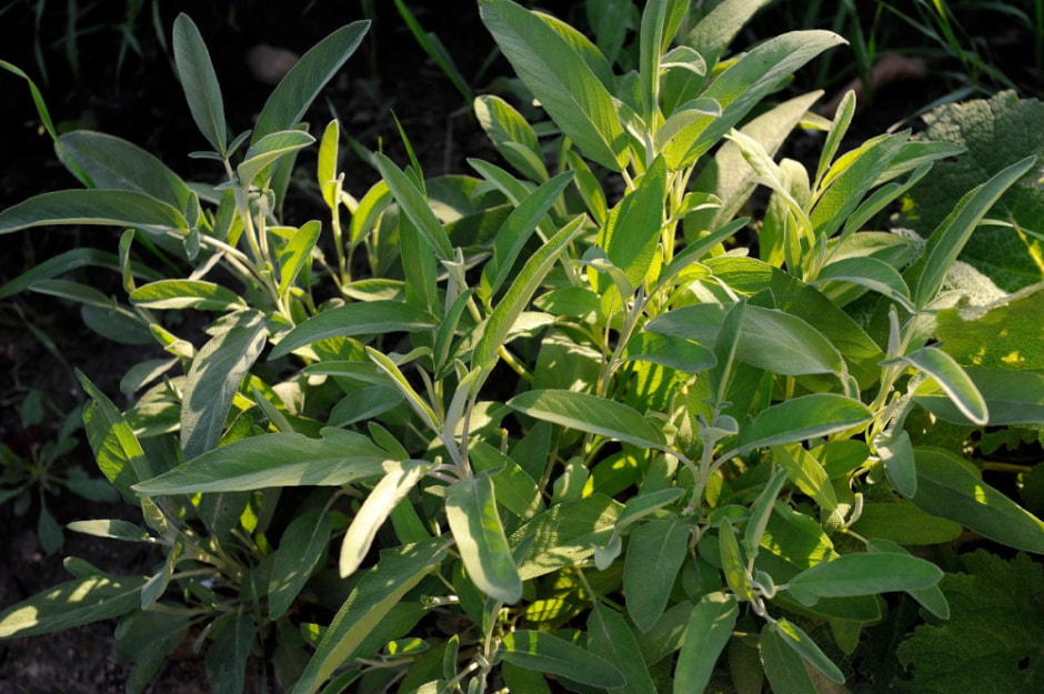 Травяные сборы в Беларуси 15.jpg