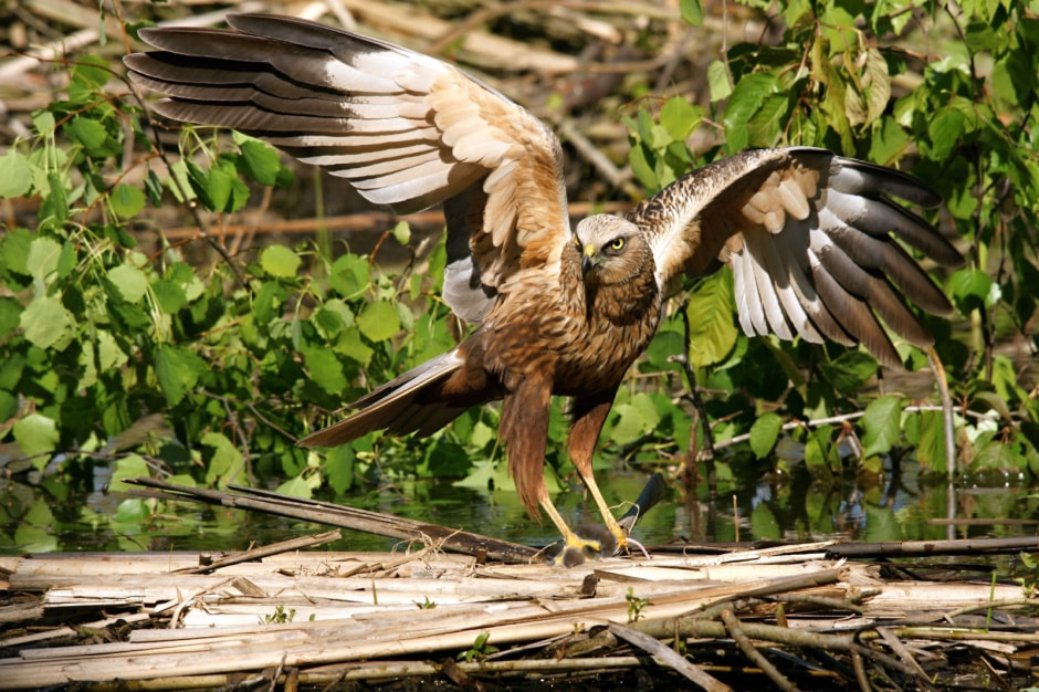 Болотный лунь 3.jpg