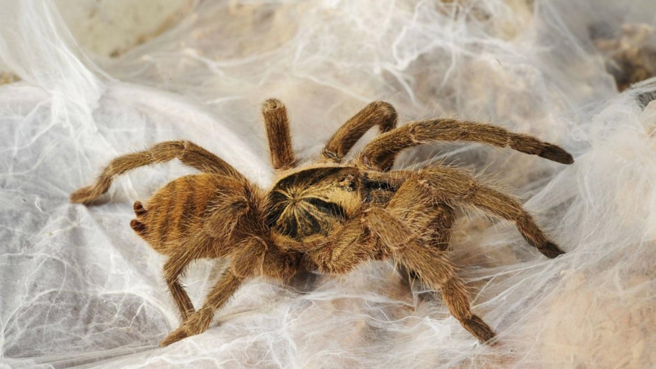 Чем наши предки лечили раны 5.jpg