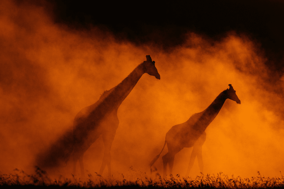 Пронзающий насквозь, Кения, фото Рахул Сачдев
