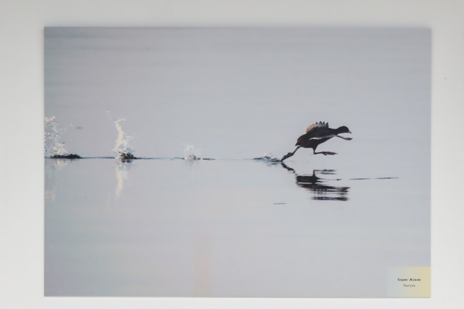 фотовыставка Дикая природа Беларуси 2.jpg