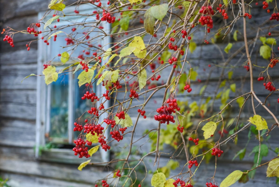 Как минчане переехали в деревню Вигушки 34.jpg