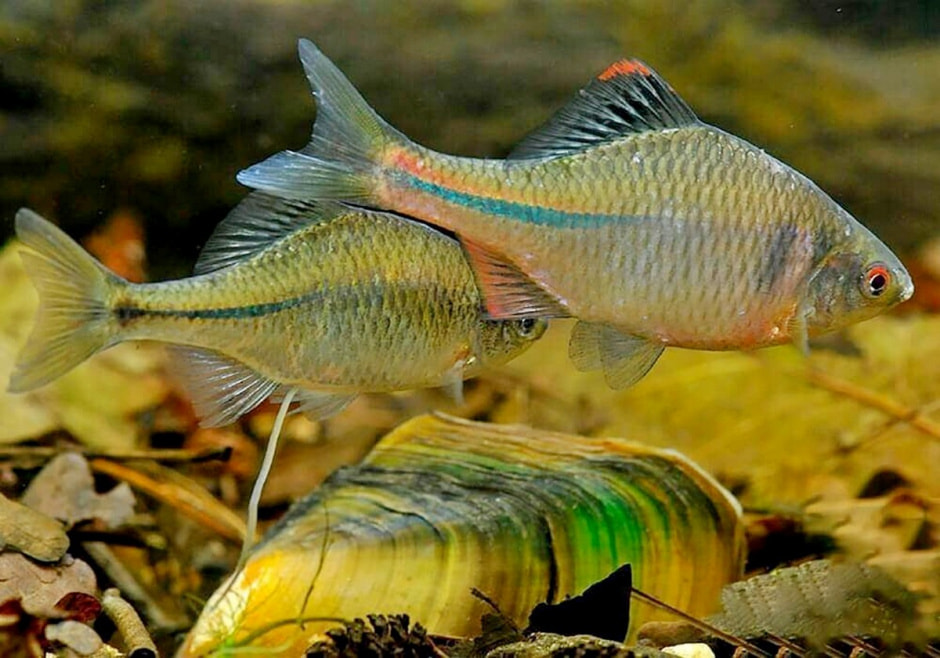 10-Самка горчака откладывает икру в ракушку моллюска.jpg