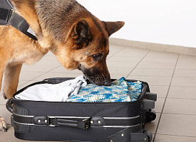 Прокуратура и таможня проверили с собаками вокзалы на Гомельщине – что опасного нашли?