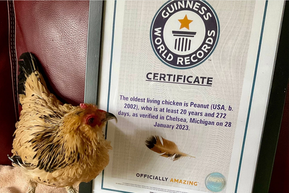 Самая старая курица1.png