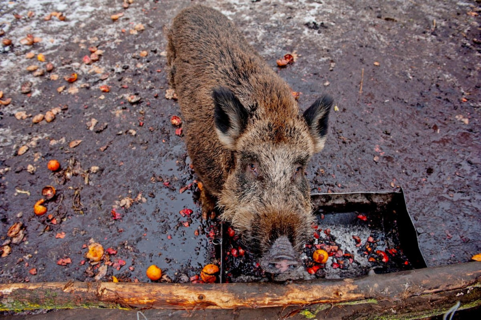 Юрий Карпилович и его зоопарк в Подгае 26.jpg