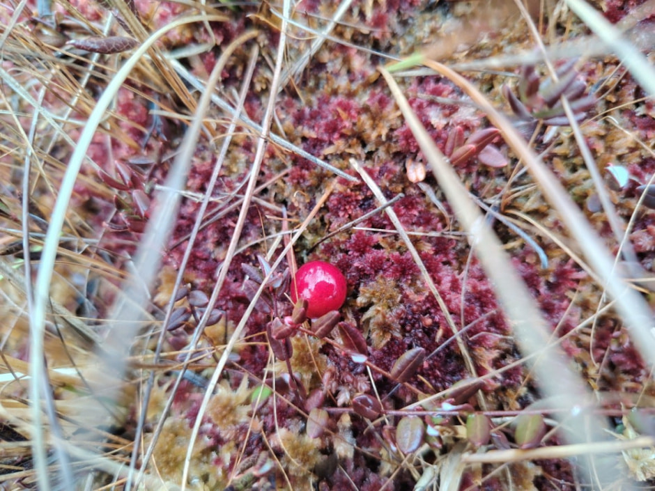 Проводник по болоту Кася 10.jpg