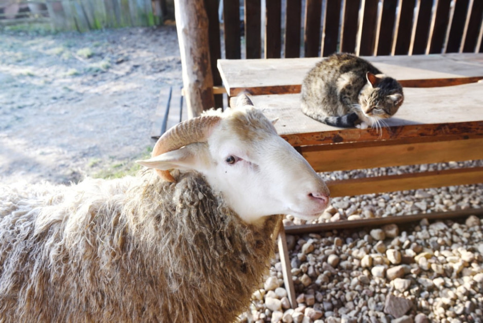 Семья восстановила старые рецепты сыров 14.jpg