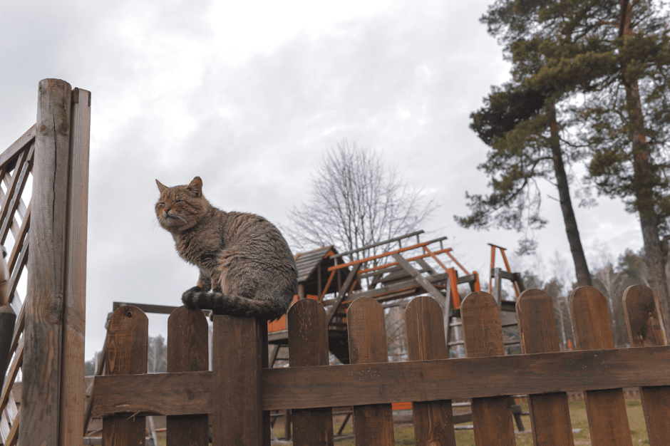 Семья Горчаковых драники 20.png