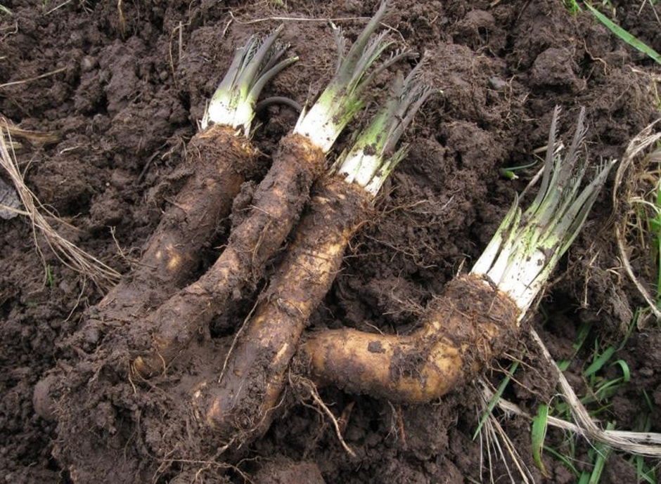 Как вырастить и приготовить хрен 3.jpg