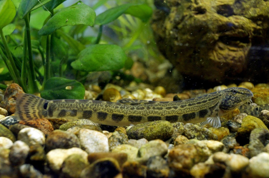 13-Щиповка в аквариуме.jpg